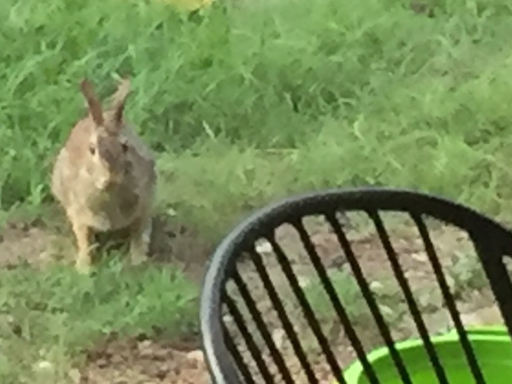 Photo Jun 30, 6 56 51 AM